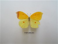 藏品(圓翅鉤粉蝶)的圖片